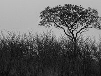 Marion, Romane South Africa 2014 (42 of 45) : KNP Pretoriuskop, Marion visit